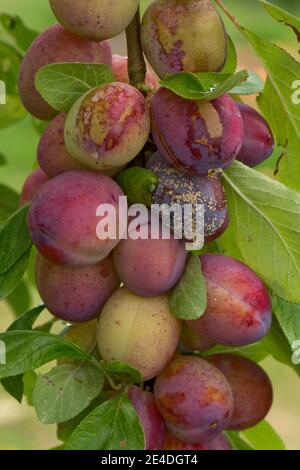 Infection de la pourriture brune (Monilinia fructigena) sur un groupe de plums de Victoria mûrissant sur l'arbre, Berkshire, août Banque D'Images