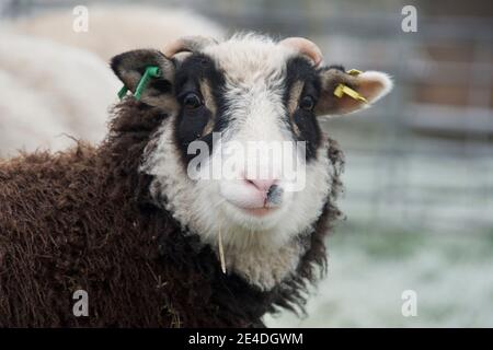 Agneau de Shetland d'année avec des « patches » d'oeil blanc, des étiquettes de visage et d'oreille blanches sur une matinée froide, Berkshire, janvier Banque D'Images