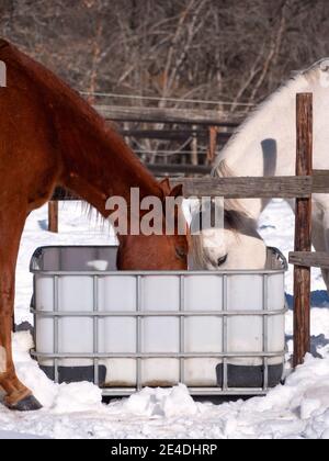 Photo verticale de chevaux andalous et anglo-arabes buvant un matin froid d'hiver. Banque D'Images