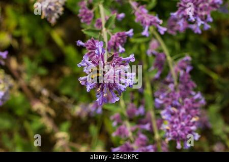 Bumblebee sur des fleurs de lavande pourpres Banque D'Images