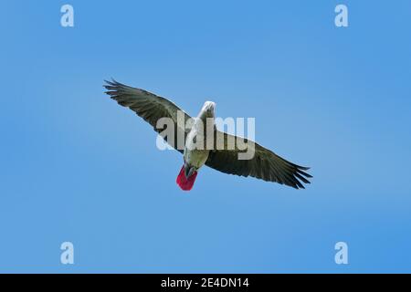 Mouche du perroquet gris africain, Psittacus erithacus, vol sur le ciel bleu, Kongo, Afrique. Scène sauvage de la nature. Perroquet dans l'habitat. Scène de la faune et de la flore Banque D'Images