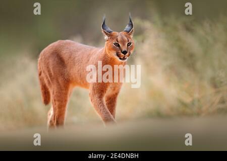 Caracal, lynx africain, dans un désert de sable sec. Beau chat sauvage dans l'habitat naturel, Kgalagadi, Botswana, Afrique du Sud. Animal face à face marchant sur GRA Banque D'Images