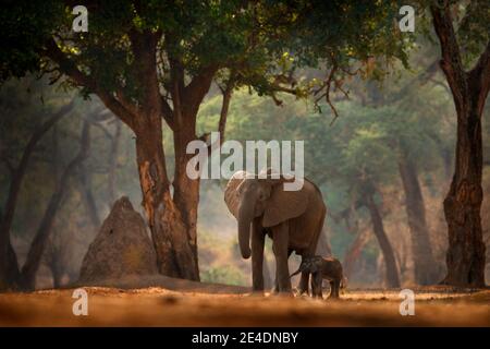 Éléphant avec jeune bébé. Éléphant à Mana pools NP, Zimbabwe en Afrique. Grand animal dans la vieille forêt, lumière du soir, coucher de soleil. Scène magique de la faune i Banque D'Images