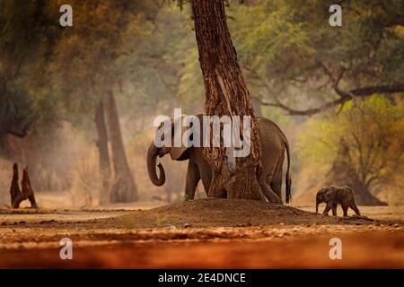 Éléphant avec jeune bébé. Éléphant à Mana pools NP, Zimbabwe en Afrique. Grand animal dans la vieille forêt, lumière du soir, coucher de soleil. Scène magique de la faune i Banque D'Images