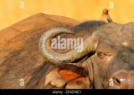African Buffalo, Cyncerus cafer, debout sur la rive de la rivière avec de l'herbe verte, Moremi, delta d'Okavango, Botswana. Scène sauvage d'Afrique nature. Grande Banque D'Images