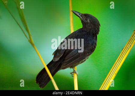 Crevettes à capuchon noir, Thamnophilus bridgesi, oiseau noir dans la végétation tropicale de la forêt verte, animal dans l'habitat, Costa Rica. Antmicke assis sur le Banque D'Images