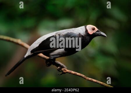 Coleto Starling, Sarcops calvus, oiseau noir dans l'habitat forestier. Coleto assis sur la branche dans la végétation verte, rare oiseau endémique des Philippines Banque D'Images