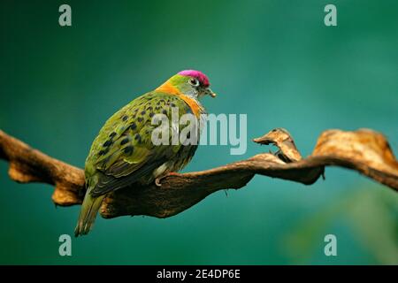 Magnifique colombe de fruits de l'est, Ptilinopus superbus, oiseau dans l'habitat naturel, forêt en Nouvelle Guinée et en Australie. Colombe dans l'habitat, cap rose sur le Banque D'Images