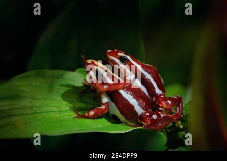 Epidobates anthonyi Santa Isabel, grenouille antipoison fantasmale dans l'habitat naturel de la forêt tropicale, Équateur tropique. Dendrobate tricolore, natte d'amphibiens Banque D'Images