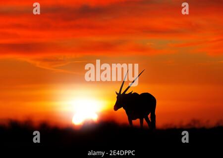 Oryx au coucher du soleil sur une dune de sable orange. Gemsbock Grand antilope dans un habitat naturel, Sossusvlei, Namibie. Désert sauvage. Gazella magnifique gemsb emblématique Banque D'Images