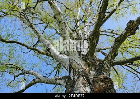 Vieux bouleau, cime d'arbre avec ciel bleu. Détails de la nature. Tronc d'arbre avec feuilles vertes, printemps en République tchèque, Europe. Banque D'Images