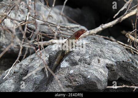 Femelle Lava Lizard des îles Galapagos Banque D'Images