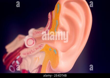 Oreille auditive modèle d'enseignement médical. Banque D'Images