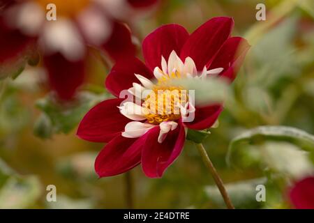 Magnifique spécimen de fleur de dahlia rouge, du genre de plantes de la famille des Asteraceae, pleine de couleur, c'est une des fleurs du Royal Botanic Banque D'Images