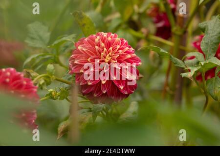 Magnifique spécimen de fleur de dahlia rouge, du genre de plantes de la famille des Asteraceae, pleine de couleur, c'est une des fleurs du Royal Botanic Banque D'Images