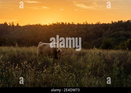 Une vache solitaire se tient dans un champ au coucher du soleil. Banque D'Images