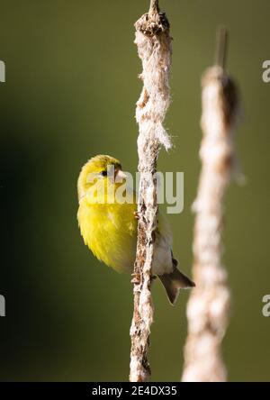 Un égolffinch américain repose sur une queue de chat. Banque D'Images