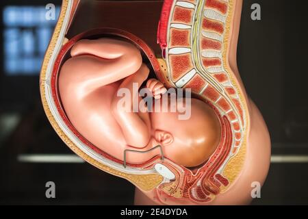 Neuvième mois de grossesse modèle anatomique pelvis exposé au Musée des Sciences À Londres Banque D'Images