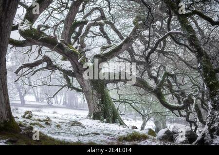 Chêne dans la neige Banque D'Images
