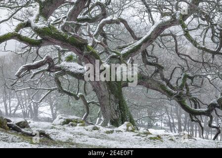 Chêne dans la neige Banque D'Images