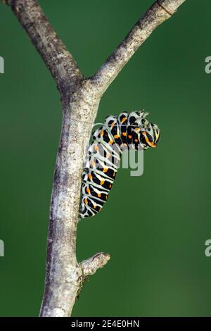 Chenille de l'ancien monde papillon à queue de cyon (Papilio machaon) tissage d'une attache de ceinture en soie se préparant à la mariation, Suisse Banque D'Images