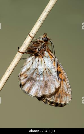 Fristillaise marbrée (Brenthis daphne), papillon à pieds brousstés (famille des Nymphalidae), Chancy, Genève, Suisse Banque D'Images