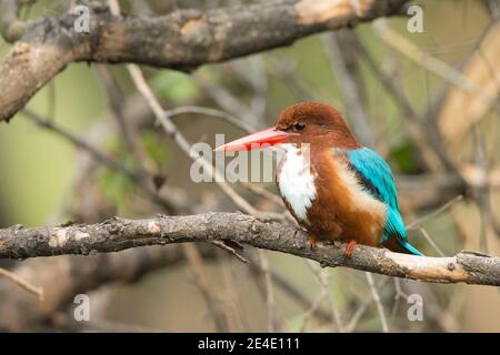 Kingfisher à gorge blanche (Halcyon smyrnensis) Banque D'Images