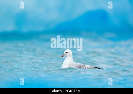 Fulmar du Nord, Fulmarus glacialis, oiseau blanc dans l'eau bleue, glace bleu foncé en arrière-plan, animal dans l'habitat naturel arctique, Svalbard, NOR Banque D'Images