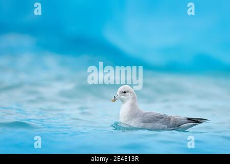 Fulmar du Nord, Fulmarus glacialis, oiseau blanc dans l'eau bleue, glace bleu foncé en arrière-plan, animal dans l'habitat naturel arctique, Svalbard, NOR Banque D'Images