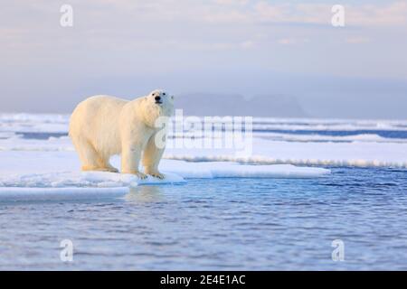 Deux ours polaires avec sceau tué. Ours blanc se nourrissant de la glace de dérive avec de la neige, Manitoba, Canada. Nature sanglante avec de grands animaux. baer dangereux avec voiture Banque D'Images