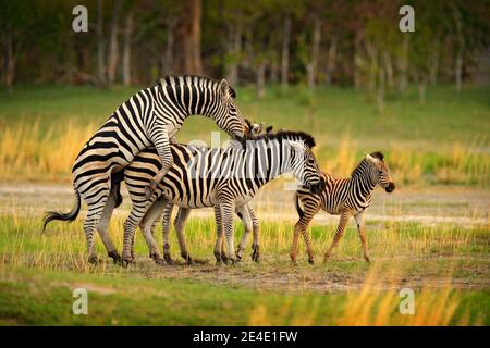 Contrainte de famille Zebra. Coucher de soleil zébré avec arbres. Zèbre des plaines, Equus quagga, dans l'habitat naturel herbacé, lumière du soir, delta de l'Okavango, Botswana à Afr Banque D'Images