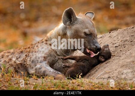 Jeune hyène pup, soins aux mères. Famille Hyena, portrait détaillé. Bouée d'hyène tachetée, crocuta crocuta, animal en colère près du trou d'eau, coucher du soleil en soirée et Banque D'Images