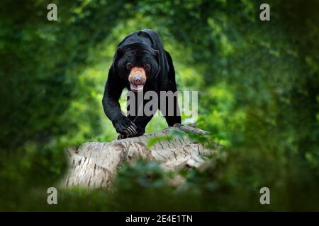 Ours soleil, Helarctos malayanus, magnifique animal dangereux de la forêt tropicale asiatique. Portrait de l'ours du Soleil de Malaisie dans l'habitat naturel vert, Sarawa Banque D'Images