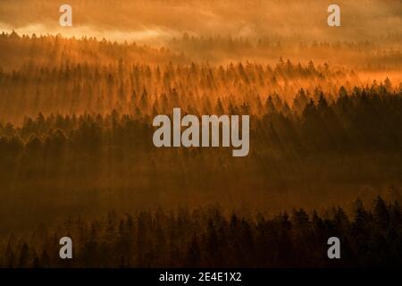 Faisceau de rayons de lumière du coucher du soleil dans la nature sauvage. Épicéa dans la forêt sous le soleil du matin, Kleiner Winterberg point de vue sur la colline en Saxe Suisse, Germa Banque D'Images