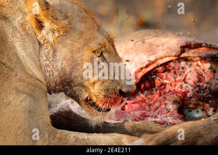 Lion tuez le bison, détail sanglant de la nature, delta d'Okavango, Botswana en Afrique. Grand chat africain avec carcasse de capture et mouches sur la viande. Port de face Banque D'Images