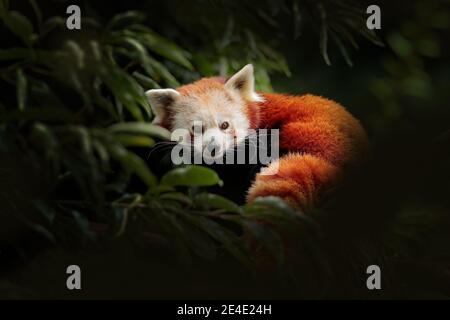 Panda rouge couché sur l'arbre avec des feuilles vertes. Ailurus fulgens, détail visage portrait d'animal de Chine. Scène sauvage de la forêt asiatique. Panda Banque D'Images