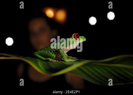 Magnifique amphibien dans la forêt de nuit. Détail gros plan de l'œil rouge de grenouille, caché dans la végétation verte. Grenouille d'arbre à yeux rouges, Agalychnis callidryas, anime Banque D'Images