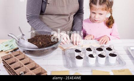 Petite fille aidant à planter des graines d'herbes dans de petits contenants pour un projet homeschool. Banque D'Images