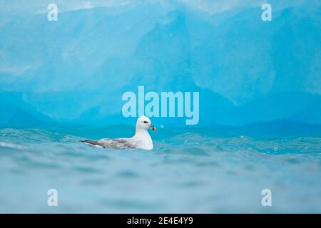 Fulmar du Nord, Fulmarus glacialis, oiseau blanc dans l'eau bleue, glace bleu foncé en arrière-plan, animal dans l'habitat naturel arctique, Svalbard, NOR Banque D'Images