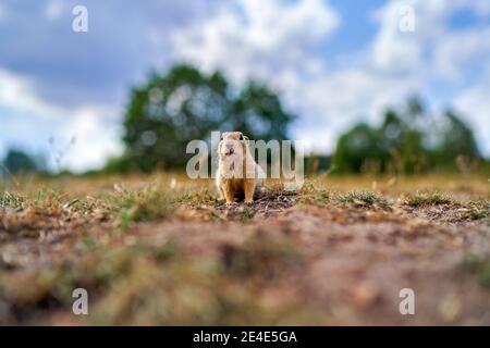 Écureuil terrestre européen, Spermophilus citellus, assis dans l'herbe verte pendant l'été, habitat grand angle, République tchèque. Scène sauvage de nat Banque D'Images