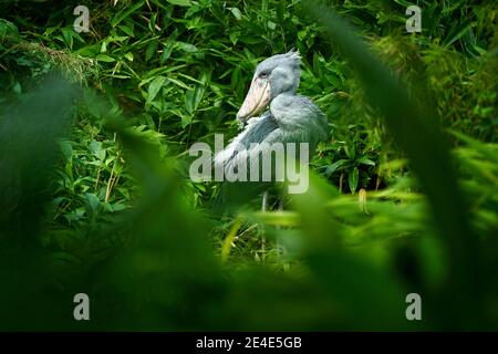 Shoebill, Balaeniceps rex, portrait d'oiseau avec grand bec, Kongo, Afrique centrale. Oiseau rare dans la forêt verte herbacée. Observation des oiseaux en Afrique sauvage. Banque D'Images