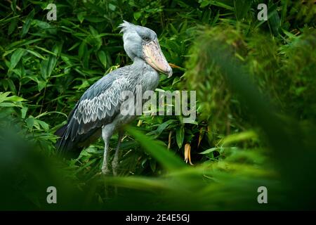 Shoebill, Balaeniceps rex, portrait d'oiseau avec grand bec, Ouganda, Afrique centrale. Oiseau rare dans la forêt verte herbacée. Observation des oiseaux en Afrique sauvage. Banque D'Images