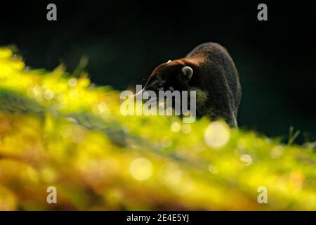 Faune Costa Rica. Coati à nez blanc, Nasua narica dans l'herbe verte, jungle tropique, Costa Rica. Animal dans l'habitat forestier, végétation verte. Fro animal Banque D'Images