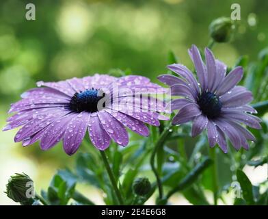 Gros plan d'une Marguerite africaine lilas ou Osteospermum avec raindrops sur les pétales Banque D'Images