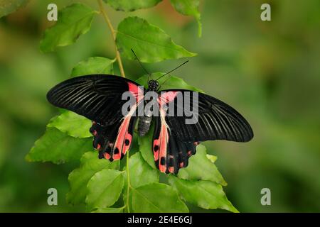 Beau papillon noir, Scarlet ou Mormon rouge, Papilio rumanzovia. Gros insecte coloré sur la branche verte. Banque D'Images