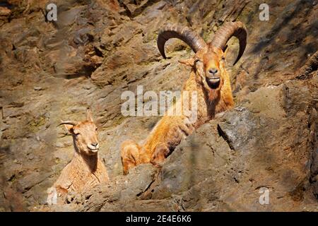 Caucasien de l'Ouest, Capra caucasica, assis sur la roche, animal en danger dans l'habitat naturel, montagnes du Caucase, description de l'aire de répartition Géorgie et R Banque D'Images