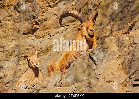 Caucasien de l'Ouest, Capra caucasica, assis sur la roche, animal en danger dans l'habitat naturel, montagnes du Caucase, description de l'aire de répartition Géorgie et R Banque D'Images