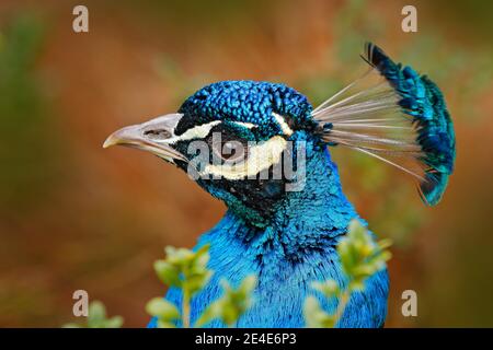 Motif paon oiseau de tête avec écusson. Peafhibou indien, Pavo cristatus, portrait de tête détaillé, oiseau exotique bleu et vert de l'Inde et Sri Lanca. Wil Banque D'Images