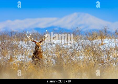 Le cerf de Sika, Cervus nippon yesoensis, sur la prairie enneigée, les montagnes d'hiver et la forêt en arrière-plan, animal avec des bois dans l'habitat naturel, gagne Banque D'Images