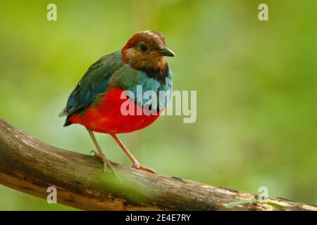 Pitta à ventre rouge, Pitta erythrogaster, assis sur la branche dans la forêt tropicale verte. Magnifique jungle kingfisher, scène de la faune de la nature, T. Banque D'Images